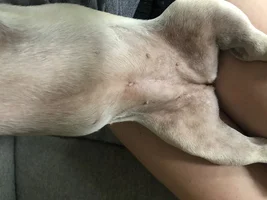 What even is this? Pink/brown splotches on belly. Pics