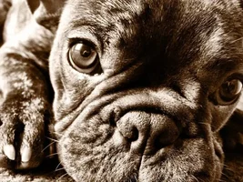 September 2013 Frenchie of the Month Contest ~ENTER HERE~