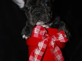 ENTER HERE! ~ December 2015 Frenchie of the Month Contest