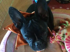 Rachi