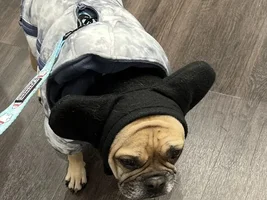Rusty in his winter clothes