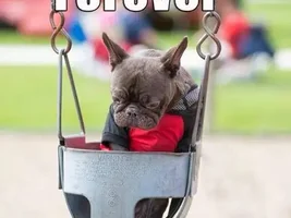~Othello~ French Bulldog for Adoption in Ohio