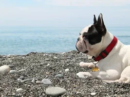 Muffin - sweet bulldog from Russia :)