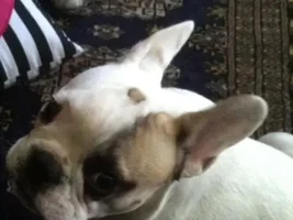 ~ENTER HERE~ March Frenchie of the Month contest "Frenchie Faces"