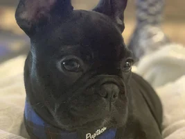 Brindles!! Post pictures of your brindle frenchie!!