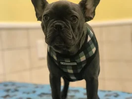 Concerned puppy mama needs help! Bloody stool and allergy trouble