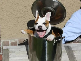 4 PAW MEMBERS ~ VOTE NOW ~ September Frenchie of the Month :D