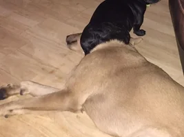 Size and Weight