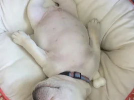 New Puppy... Ears?