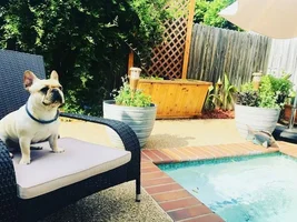 ~ENTER HERE~ June 2019 Frenchie of the Month ~ FUN IN THE SUN