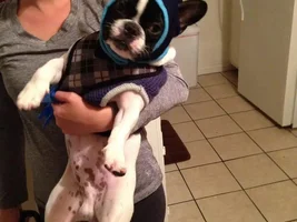 November 2013 Frenchie of the Month Contest ~ENTER HERE~
