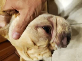 Raw looking  wrinkles