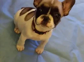 My new pup!
