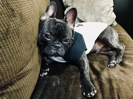 ~ENTER HERE~ March Frenchie of the Month Contest "FRENCHIE FACES"