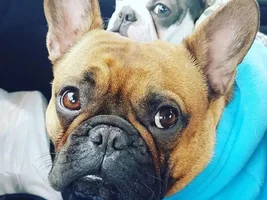 ~ENTER HERE~ March Frenchie of the Month contest "Frenchie Faces"