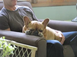 French Bulldog Colors — what's your color?