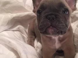 Post your favorite puppy picture!!!