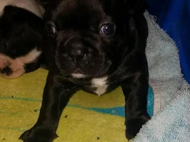Walleyed puppies