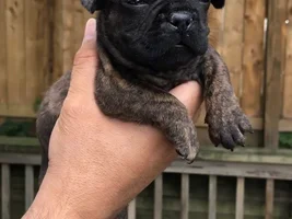 Thought on this French Bulldog Puppy
