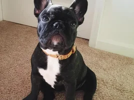 ~ENTER HERE~ September 2016 Frenchie of the Month ~ Frenchie-Tude