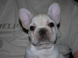 Let's post some puppy pictures!!