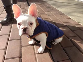 4 Paw Members, Please vote for March Frenchie of the Month!