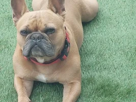 📷 Please submit a photo for the French Bulldog News Header & Logo!
