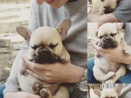 Frenchie of the Month Contest ~ Father's Day ~ ENTER HERE ~