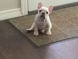 Pup pics