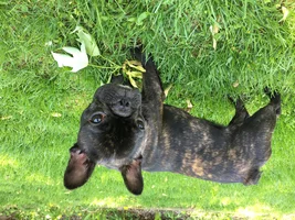 Brindles!! Post pictures of your brindle frenchie!!