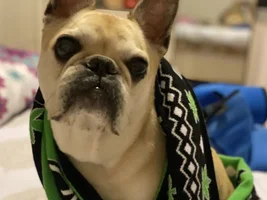 Hello French Bulldog Lovers