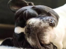~ENTER HERE~ August 2016 Frenchie of the Month ~ SLEEPY FRENCHIES