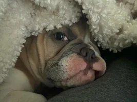 Frenchie dad