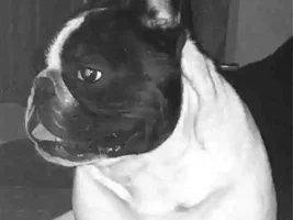 4 Paw Members, Please vote for February Frenchie of the Month!