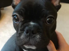 ~ENTER HERE~ March Frenchie of the Month contest "Frenchie Faces"