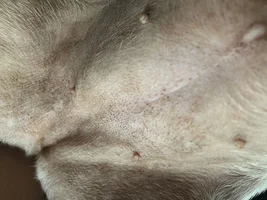 What even is this? Pink/brown splotches on belly. Pics