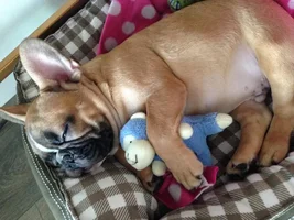 ~ENTER HERE~ August Frenchie of the Month "Sleepy Frenchies"
