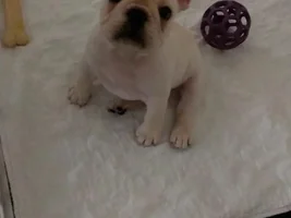 We got Henri today :)