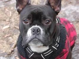 ~Lady Pamela~French Bulldog Available for Adoption in Illinois