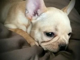 Rosie