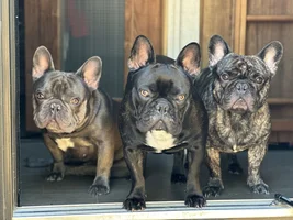 New here, Thor, Reign & Koda