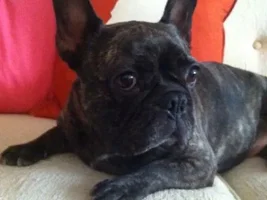 ~Bernadette~ Available for adoption in New Jersey