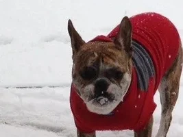 Buster Helping With Snow Removal