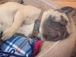 4 PAW MEMBERS!!!  Please VOTE for your favorite Sleepy Frenchies!