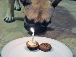 Baby Bisou isn't a baby anymore...