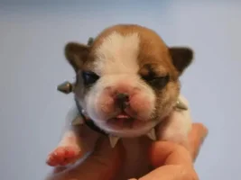 Deposit Placed - now questioning if it's full bred