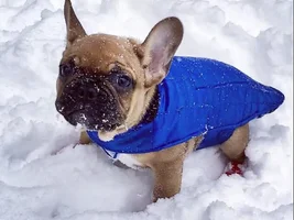 4 Paw Members!!! Please vote for our Frozen Frenchies!
