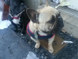 Max and pepper don't like the snow