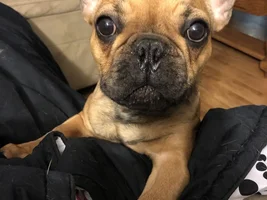 French Bulldog News is still under construction