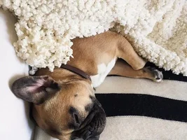 ~Enter Here~ August 2019 Frenchie of the Month ~ LAZY FRENCHIES